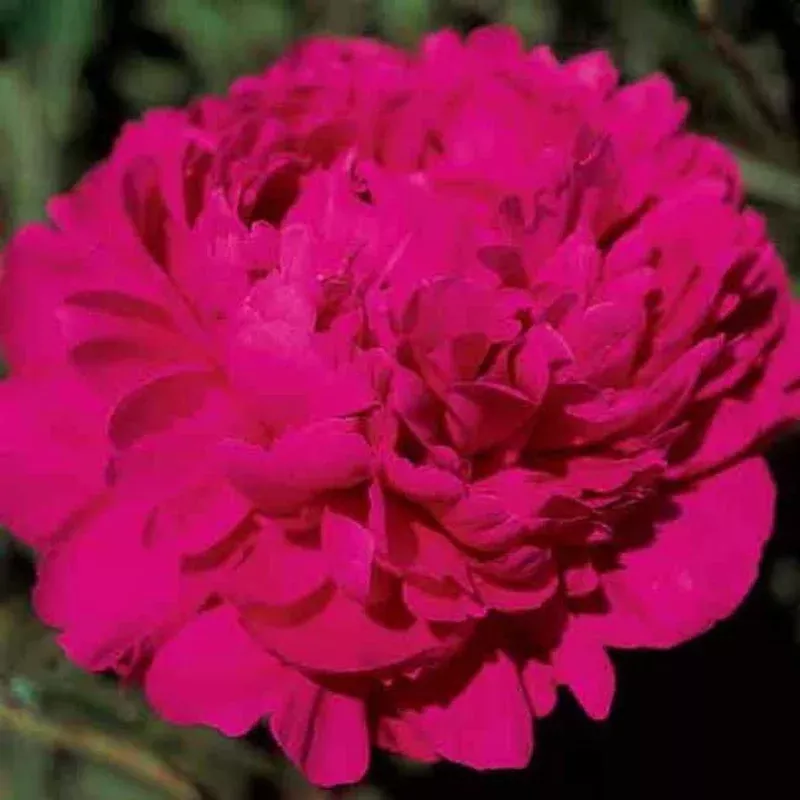 ‘Kansas’ Peony