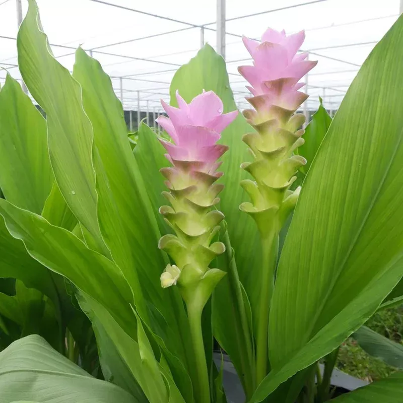 ‘Laddawan’ Ornamental Turmeric Bulbs