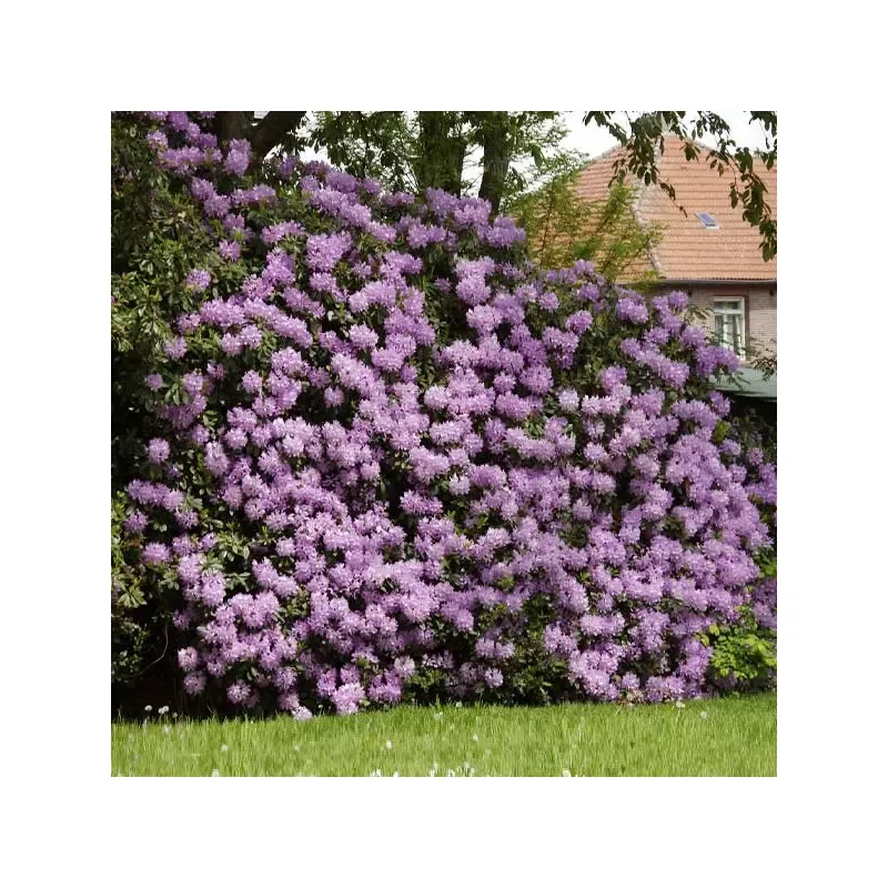 Lavender Rhododendron Shrub