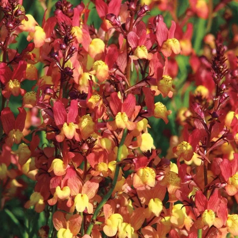 ‘Licilia Peach’ False Snapdragon Seeds
