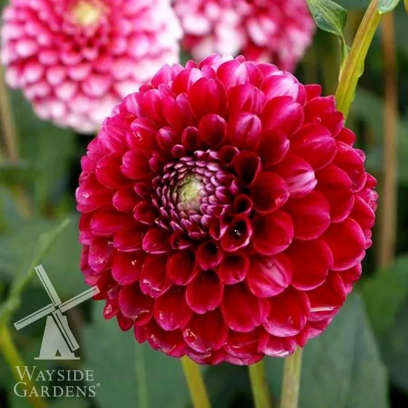 ‘Little William’ Dahlia Bulb