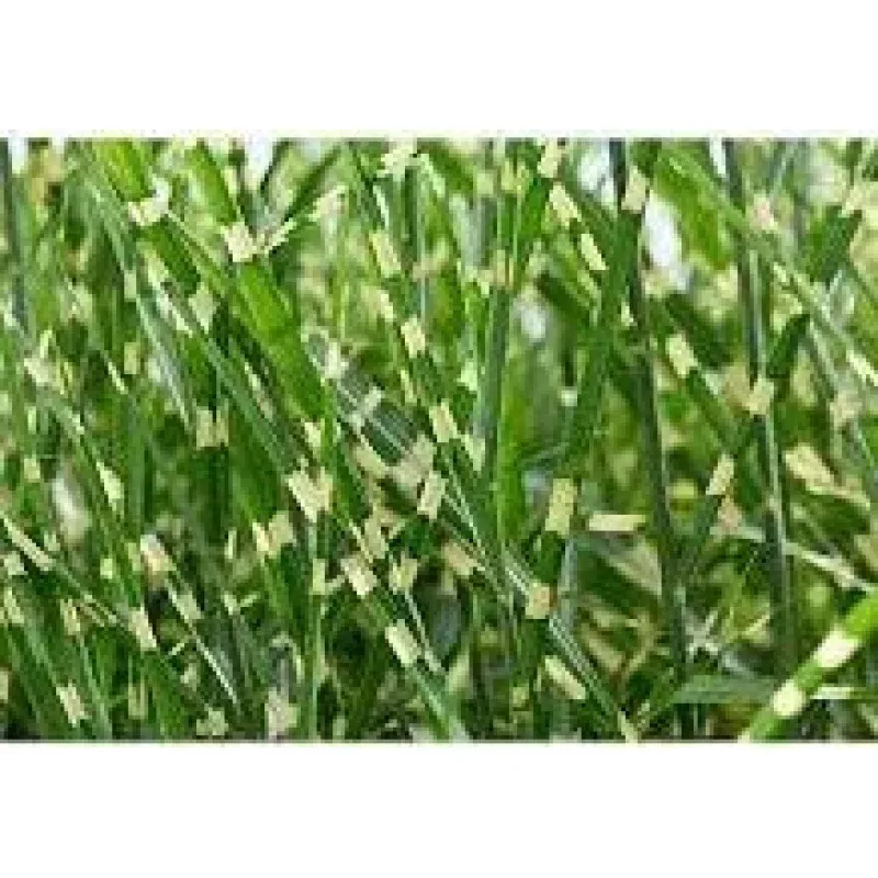 ‘Little Zebra’ Dwarf Zebra Grass – Miscanthus