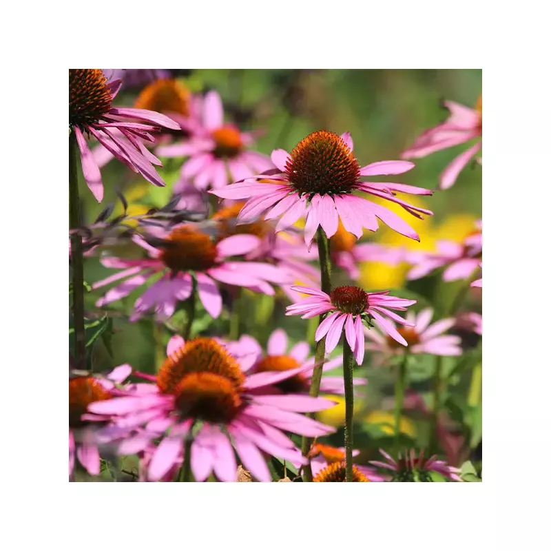 ’Magnus ’ Coneflower (Echinacea)