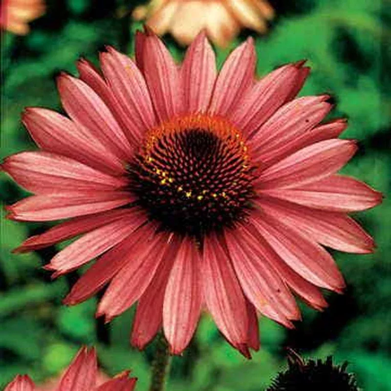 ‘Magnus’ Coneflower Seeds