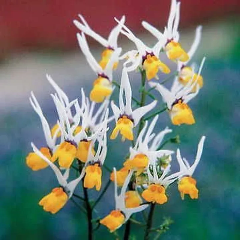 ‘Masquerade’ Nemesia Flower Seeds