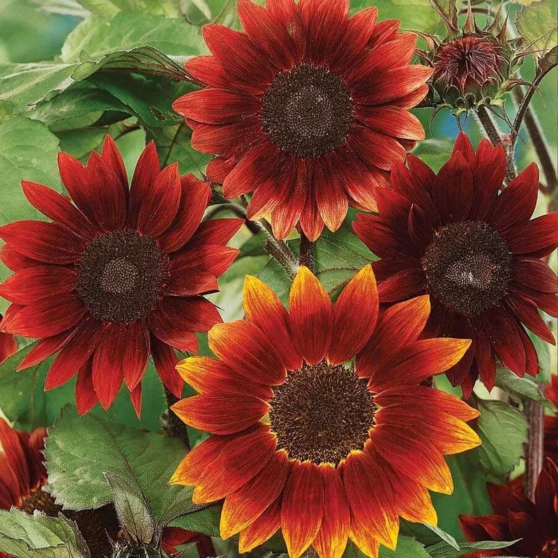 ‘Midnight Rouge’ Sunflower Seeds