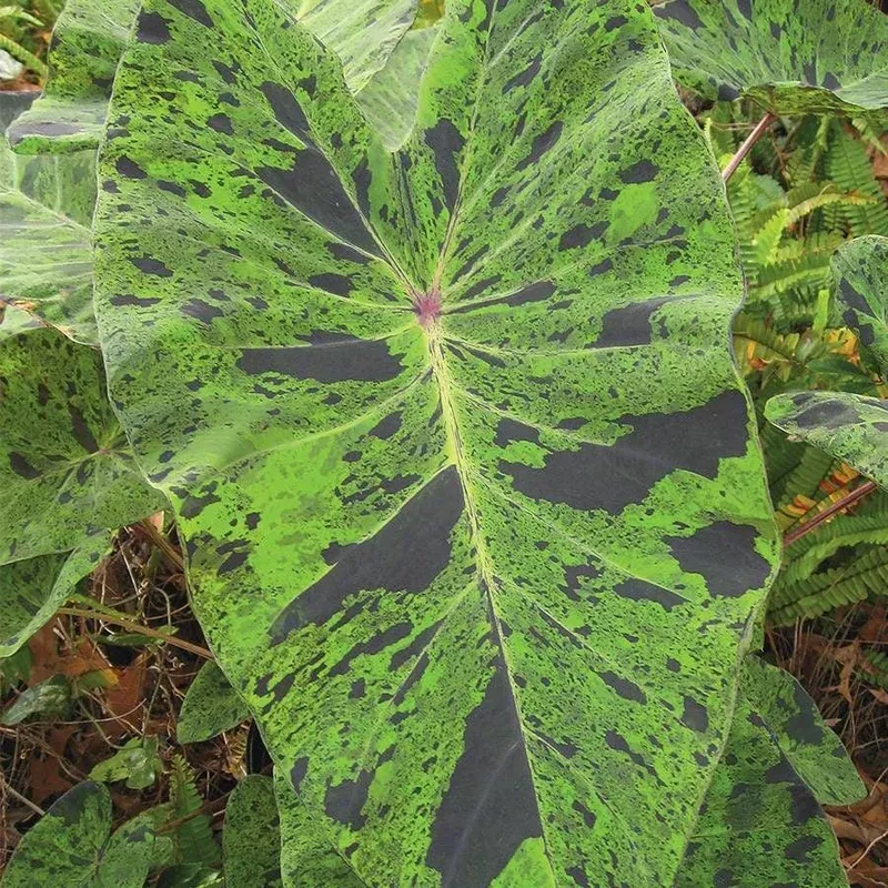 ‘Mojito’ Elephant Ear Bulb