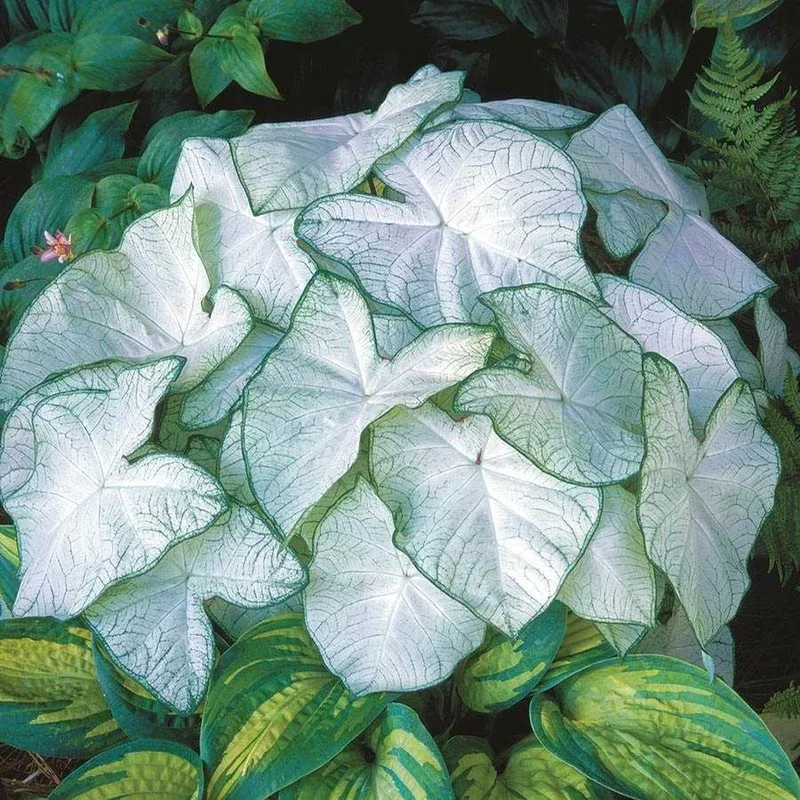 ‘Moonlight’ Caladium Bulbs