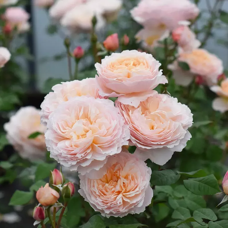 Moonlight in Paris Rose Shrub