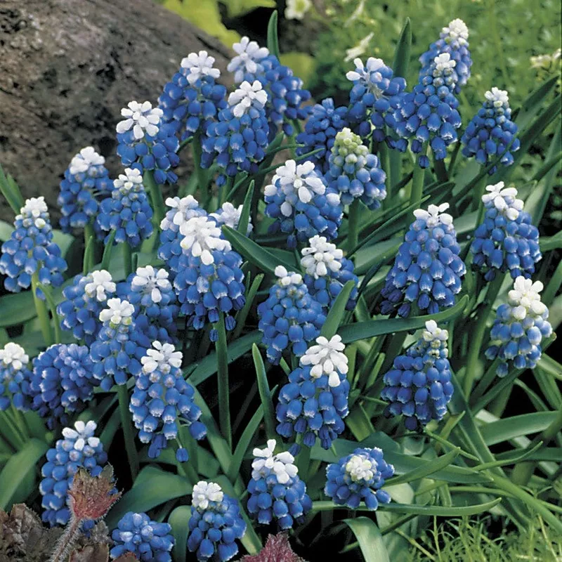 ‘Mount Hood’ Grape Hyacinth Bulbs