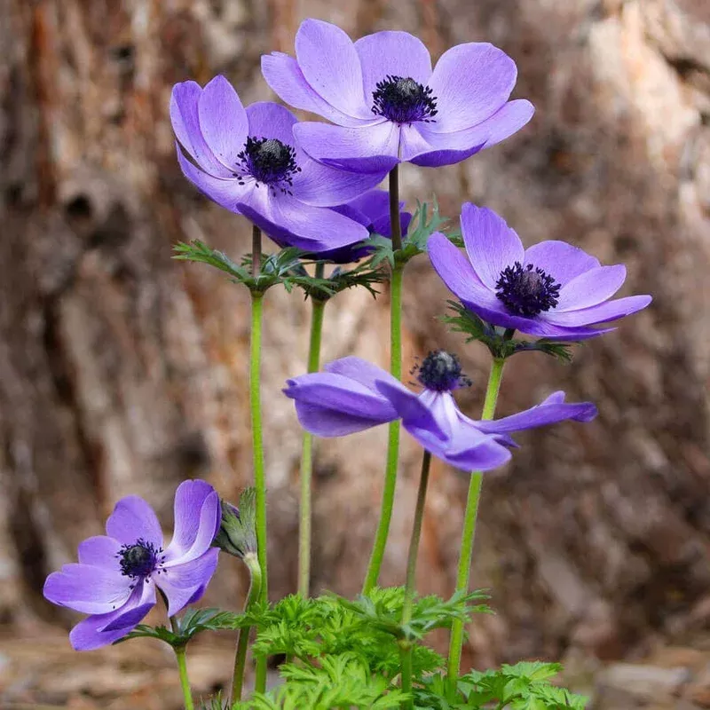 ‘Mr. Fokker’ Windflower Bulbs