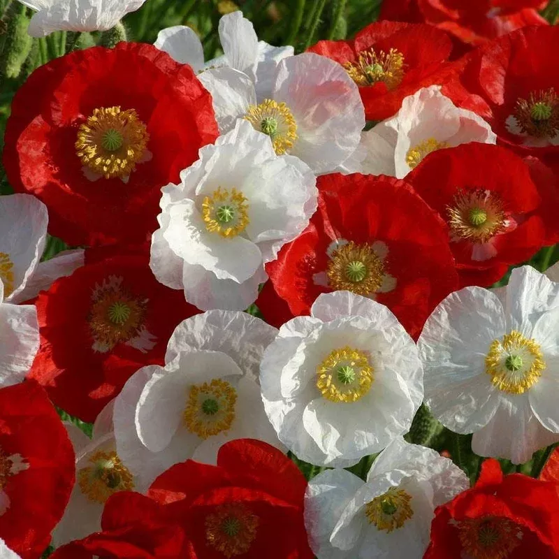 ‘National Mix’ Poppy Seeds