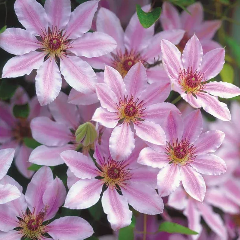 ‘Nelly Moser’ Clematis