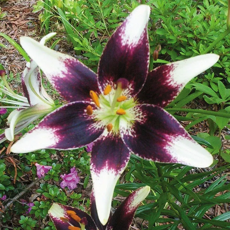 ‘Netty’s Pride’ Asiatic Lily Bulbs