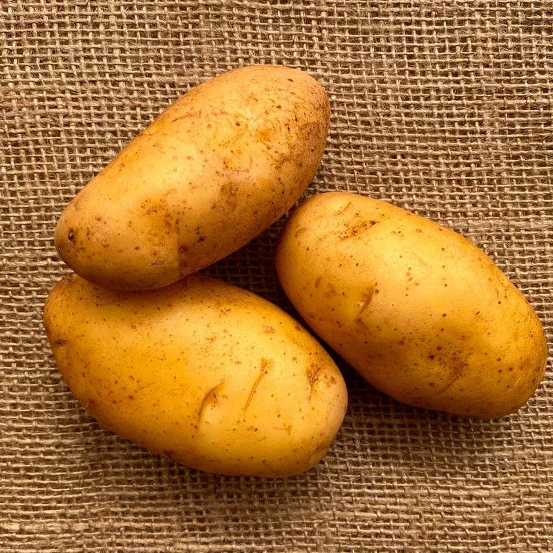 ‘Nicola’ Potato – 2 Pound Bag