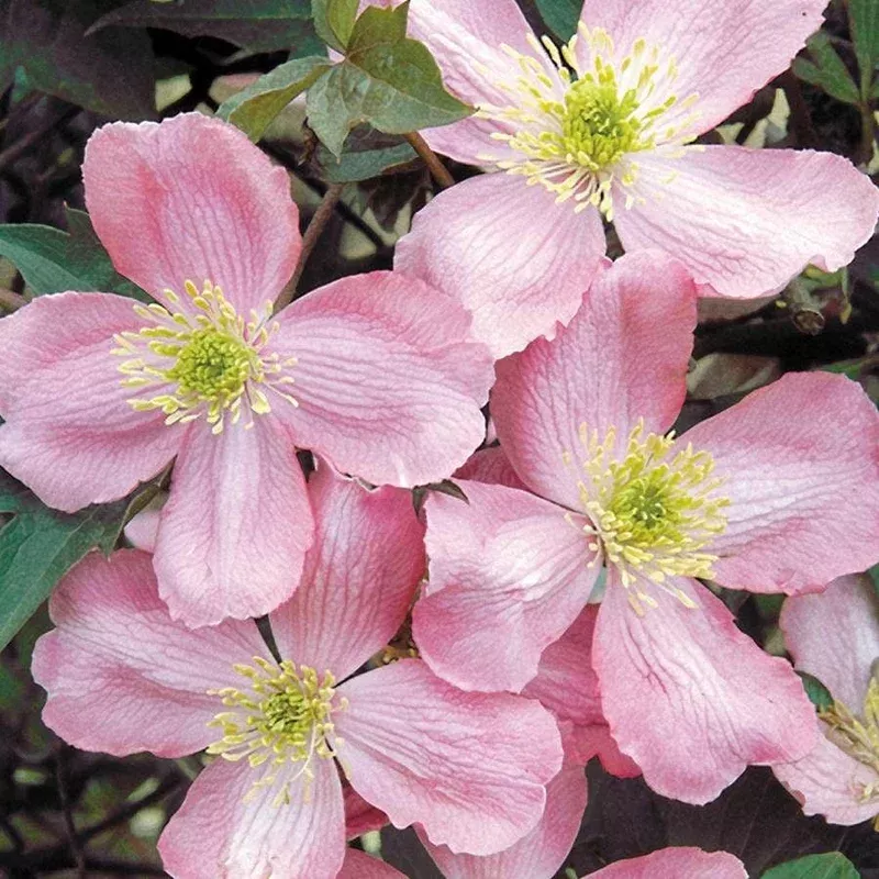 ‘Odorata’ Clematis