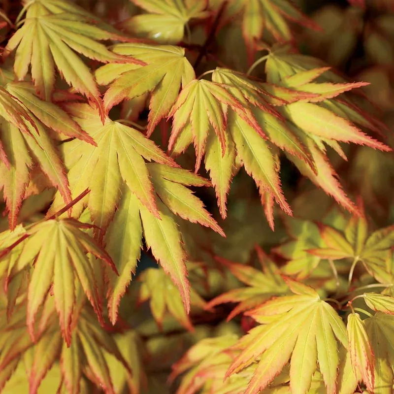 ‘Orange Dream’ Japanese Maple