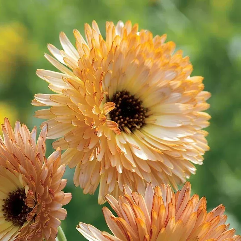 ‘Orange Flash’ Calendula Seeds