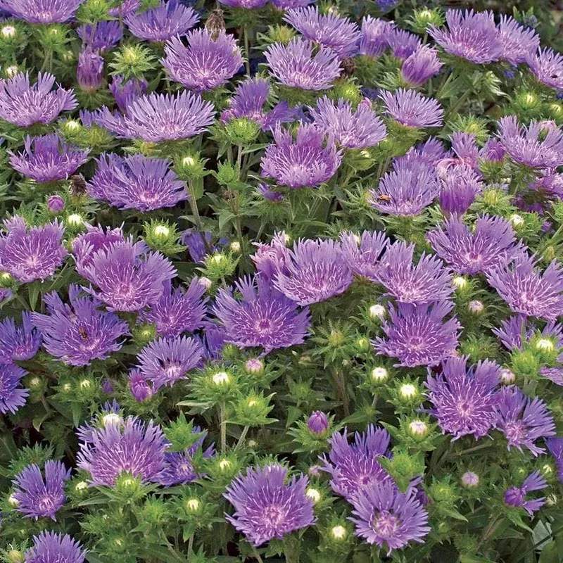 ‘Peachie’s Pick’ Stokes Aster