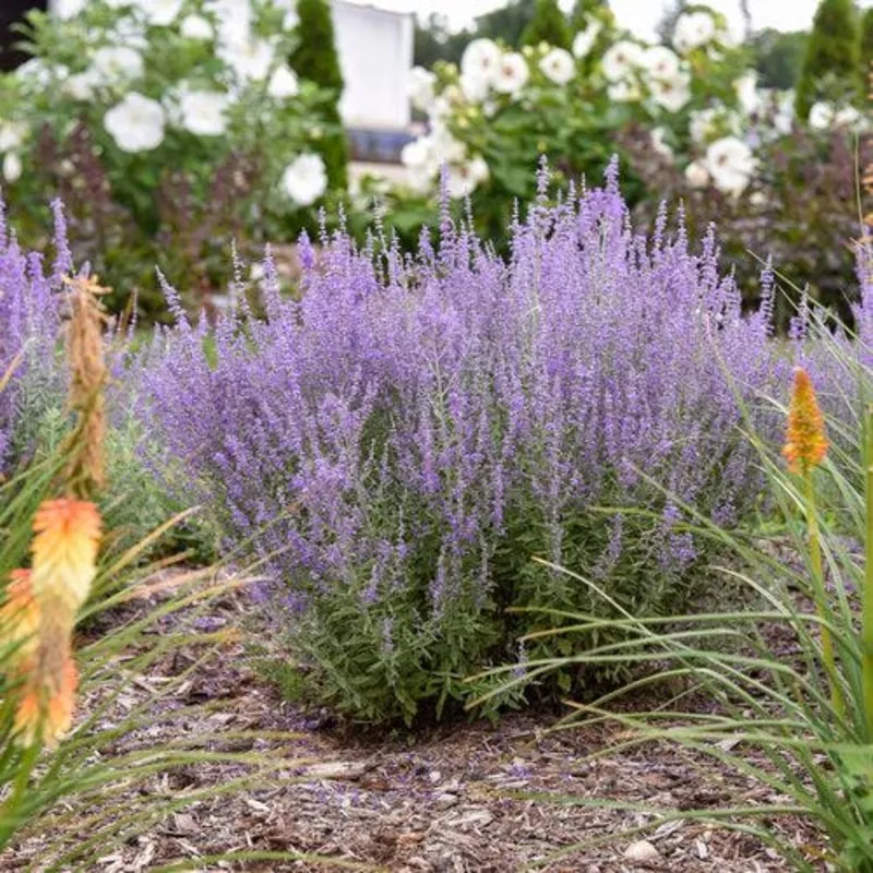 Perovskia atriplicifolia ‘Sage Advice’– Sage Advice Russian Sage