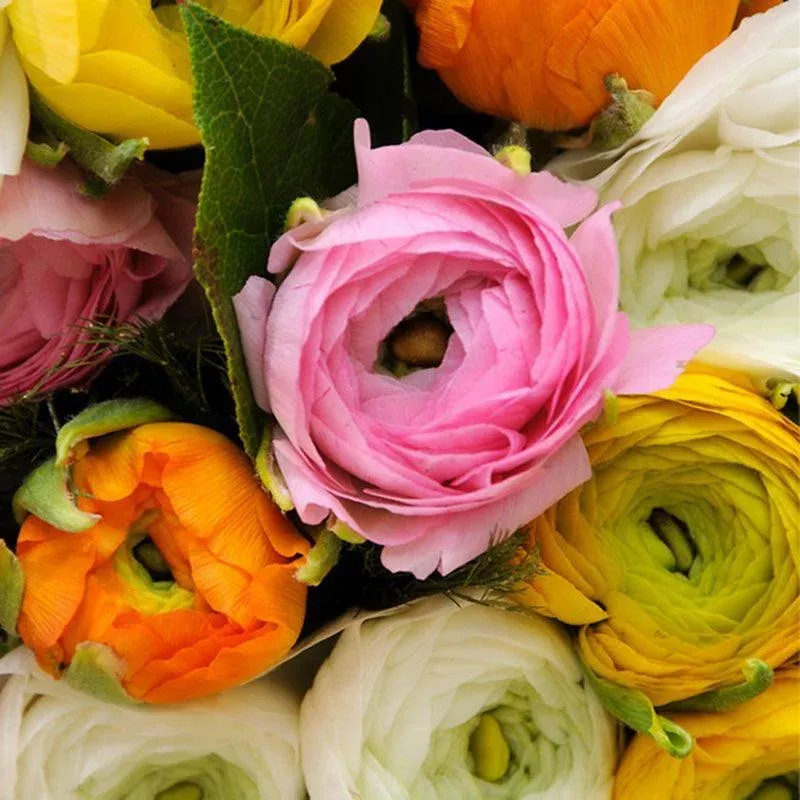 (Persian Buttercups) Ranunculus Aviv Mixture (10/pk)