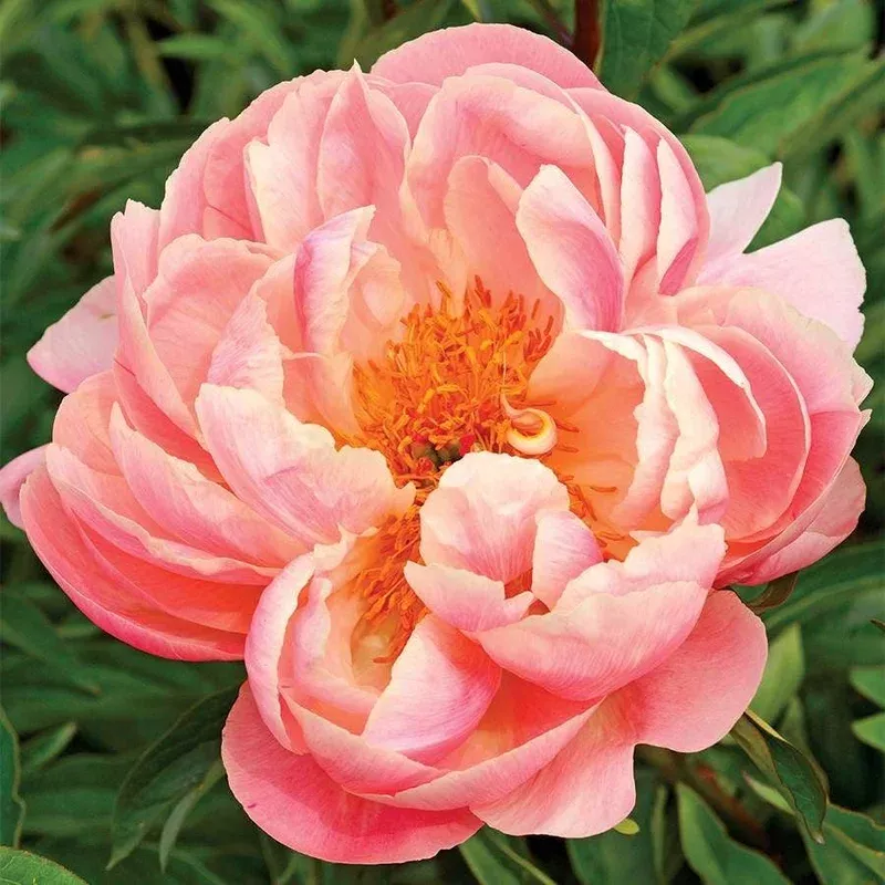 ‘Pink Hawaiian Coral’ Peony