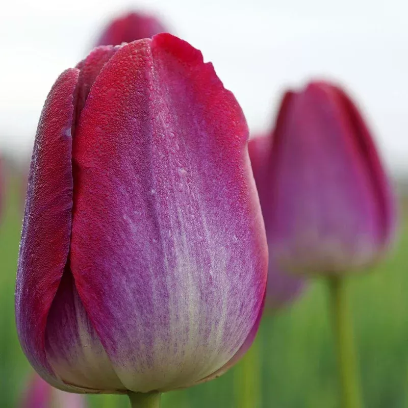 ‘Pittsburgh Triumph’ Tulip Bulbs