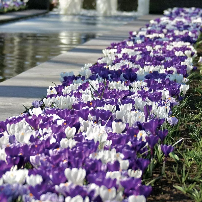 ‘Purple Fiction’ Crocus Bulbs