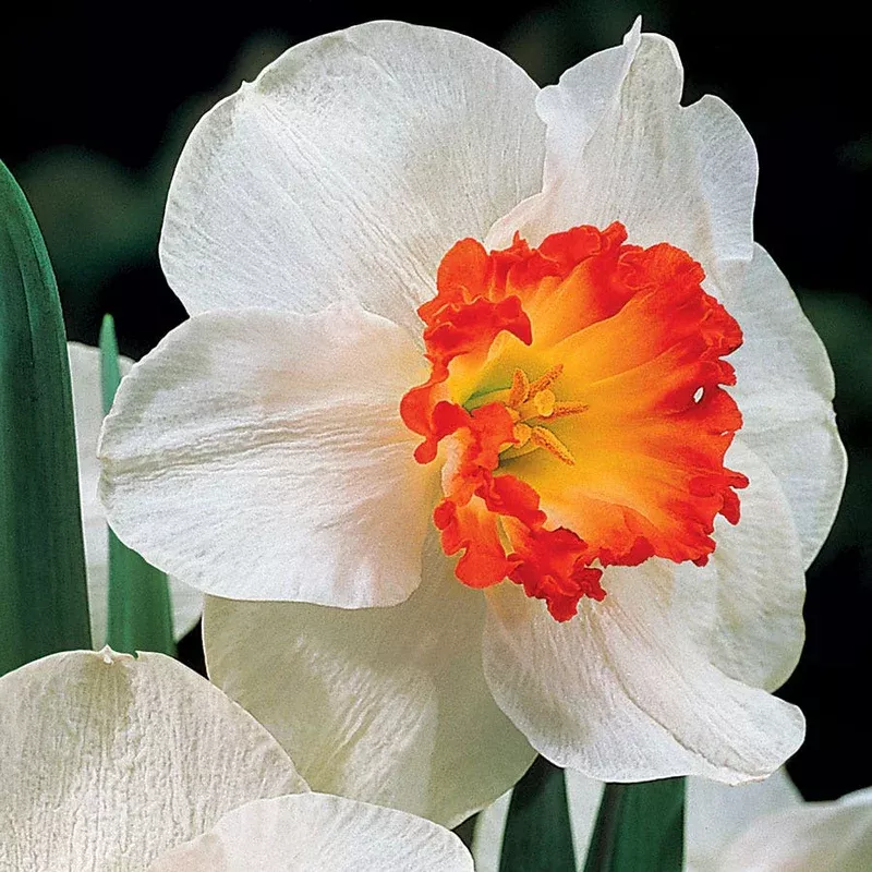 ‘Ring of Fire’ Daffodil Bulbs