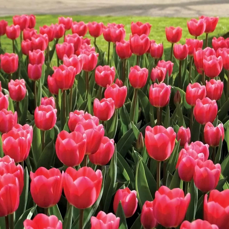 ‘Rosy Delight’ TulipBulbs