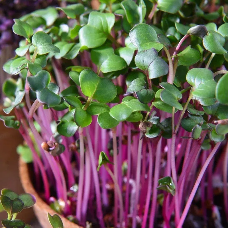 ‘Sangria’ Radish Leaf Microgreens Seeds