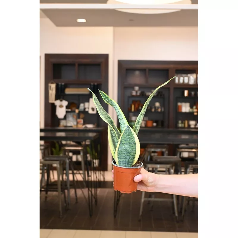 Sansevieria Superba