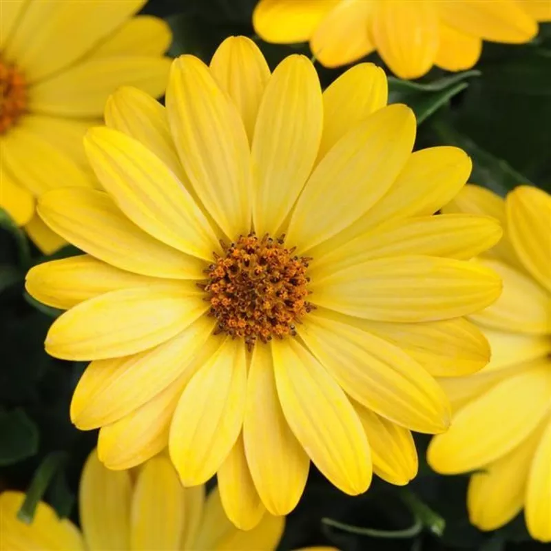 Serenity Deep Yellow Osteospermum