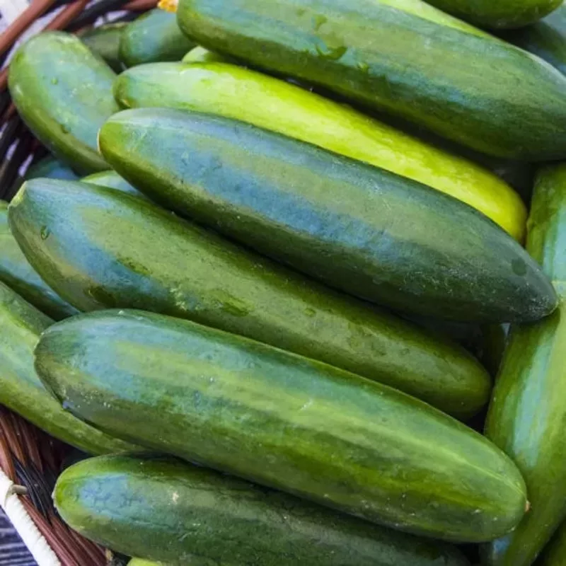 Sir Crunch A Lot Cucumber Seeds Non-GMO High Germination Organic Garden Seeds