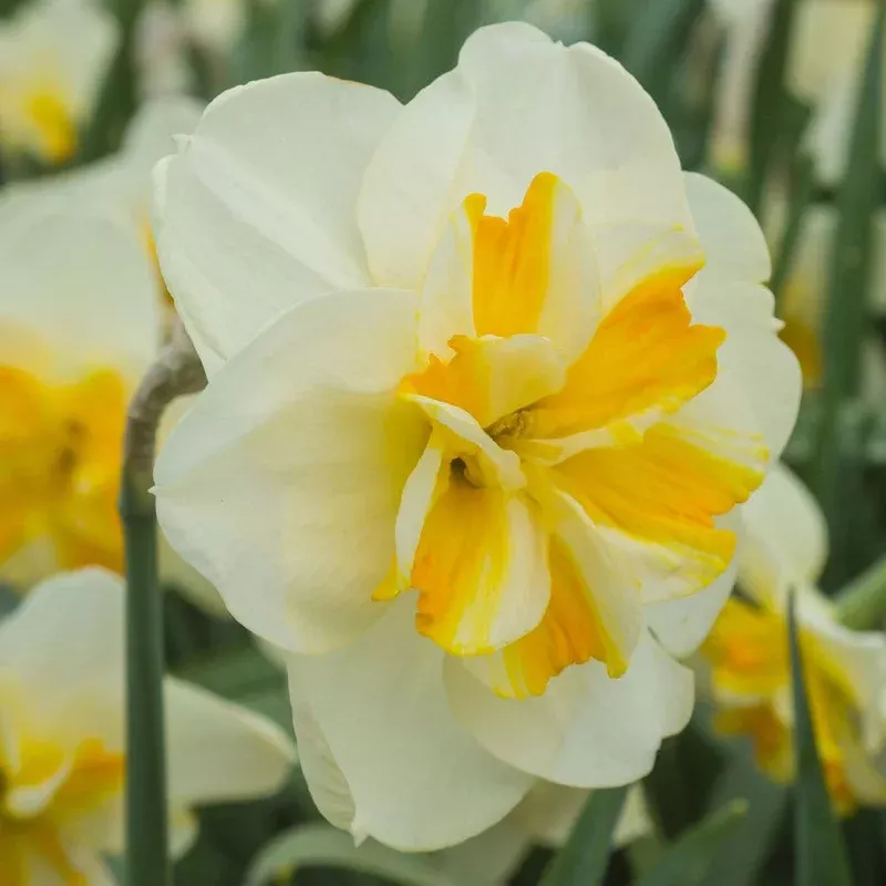 ‘Sorbet’ Daffodil Bulbs