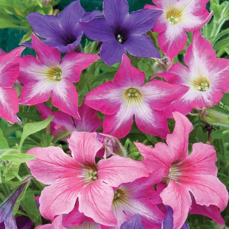 ‘Sparklers’ Petunia Seeds