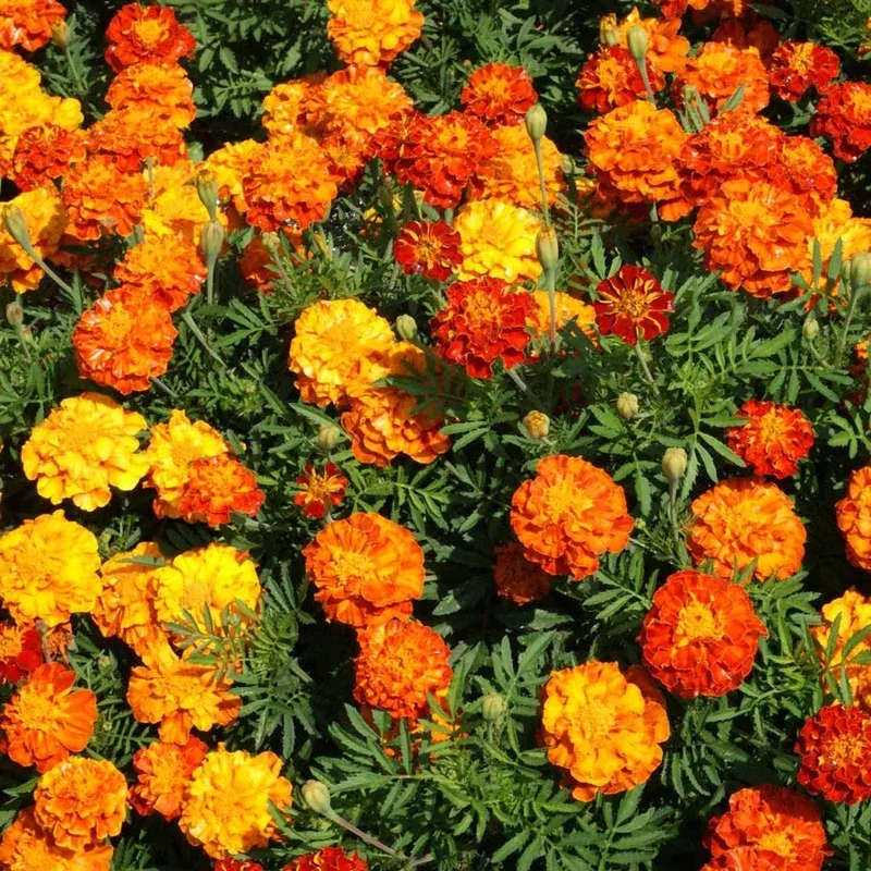 ‘Sparky Mix’ Marigold Seeds