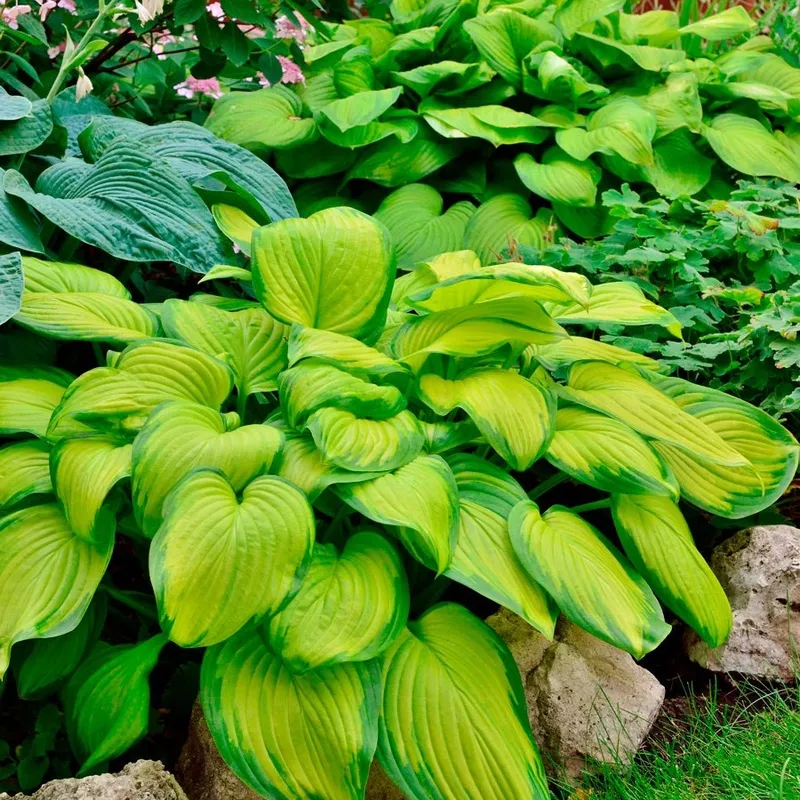 ‘Stained Glass’ Hosta Plantain Lily