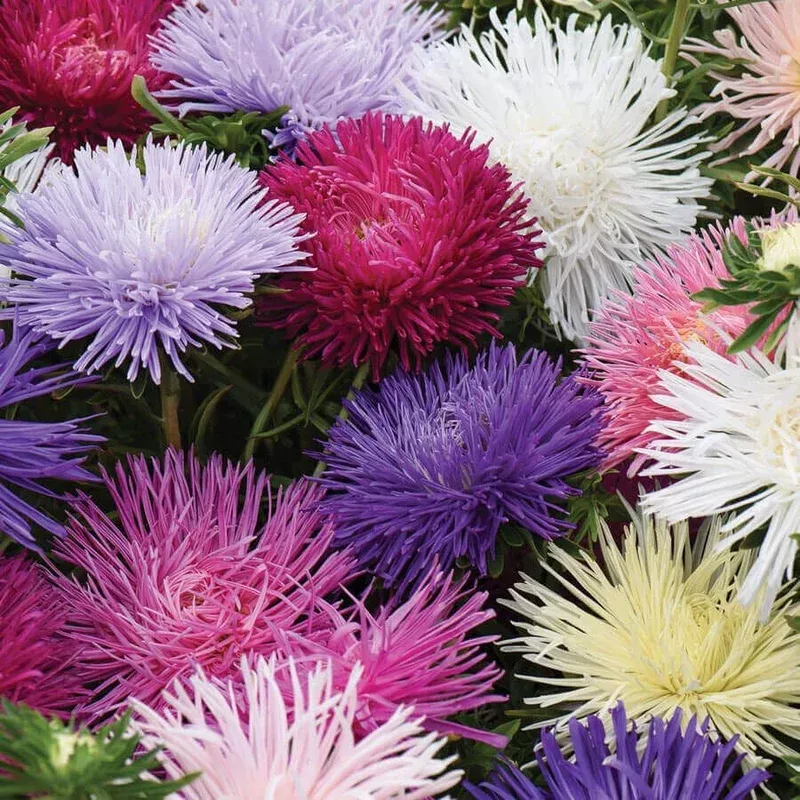 ‘Starlight Mixed’ Aster Seeds