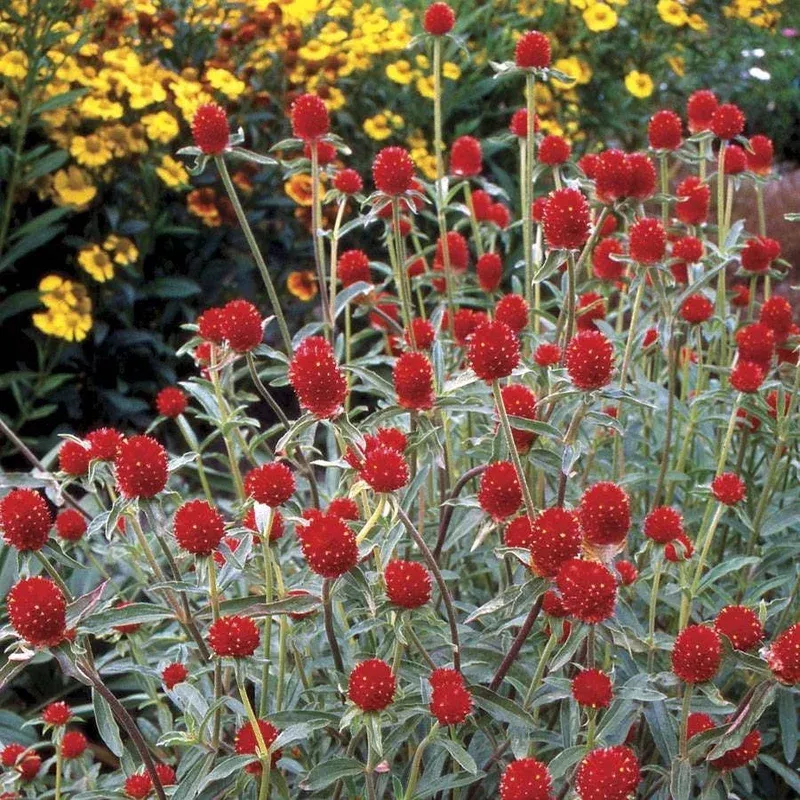 ‘Strawberry Fields’ Gomphrena Seeds