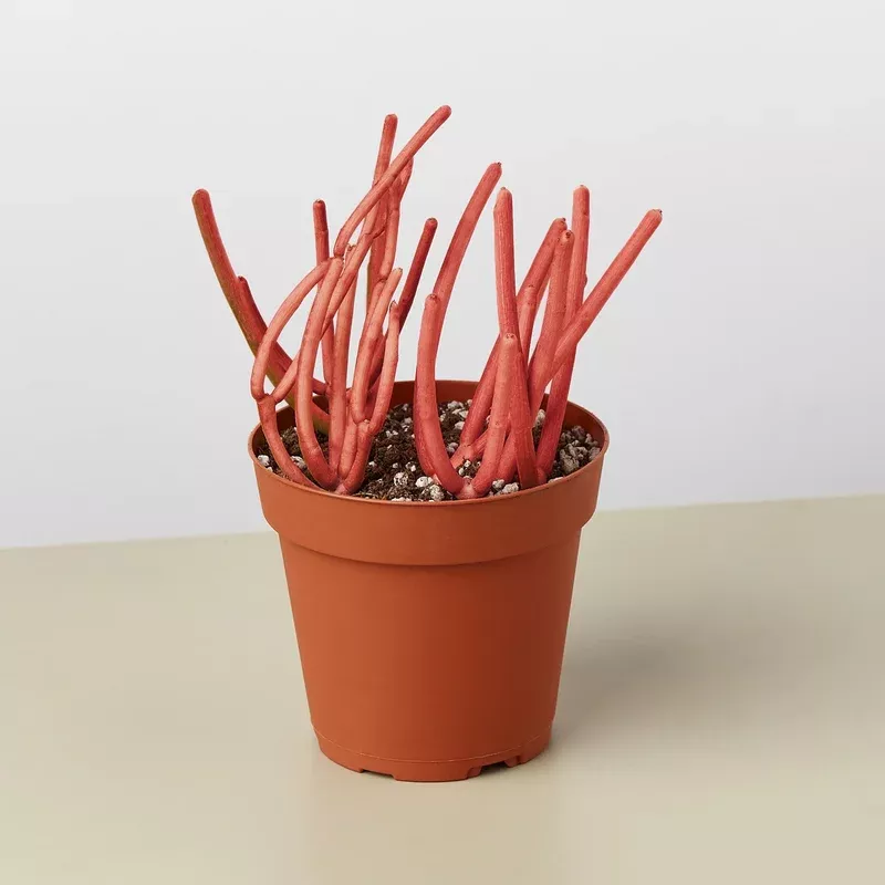 Succulent Euphorbia Tirucalli ‘Fire Sticks’
