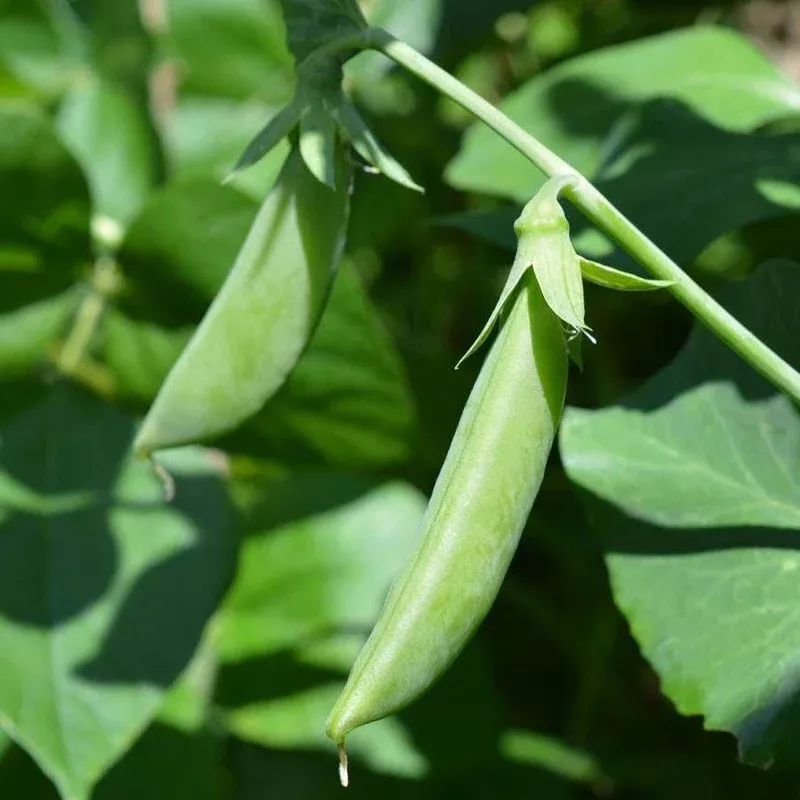 ‘Sugar Ann’ Sugar Snap Pea Seeds