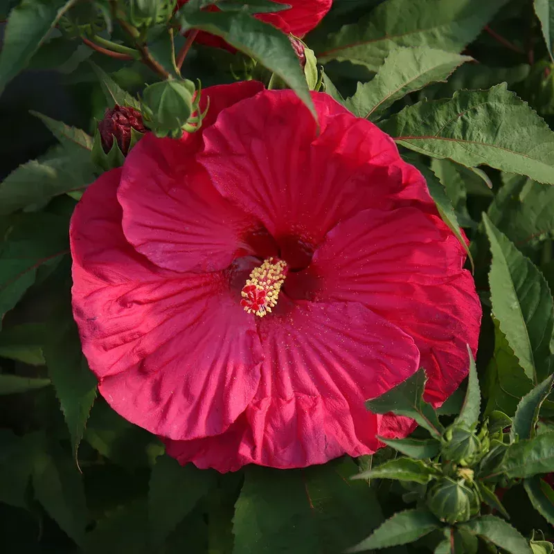 ‘Summer in Paradise’ Hibiscus|2 Gallon