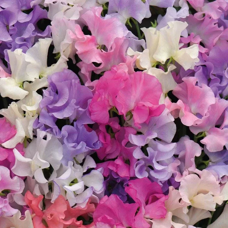 ‘Sweet Dreams’ Sweet Pea Seeds