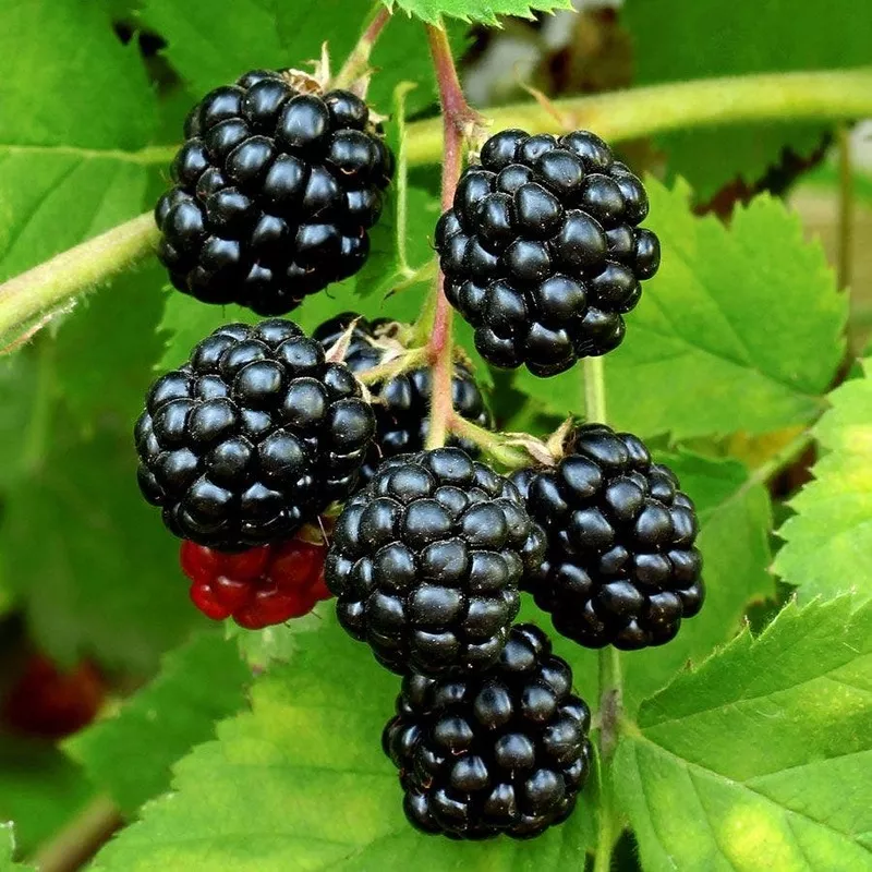 ‘Sweetie Pie’ Blackberry