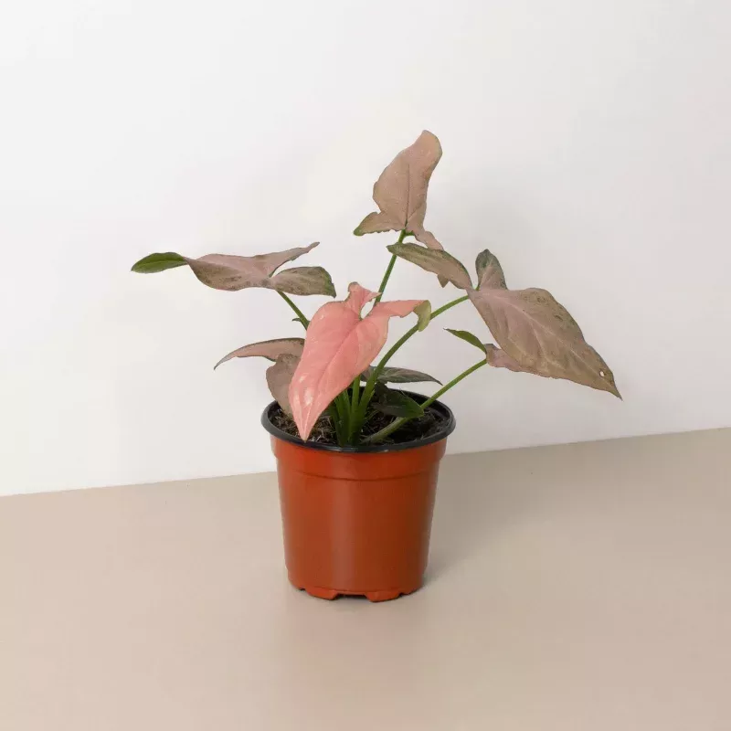 Syngonium ‘Pink Splash’ – 4″ Pot