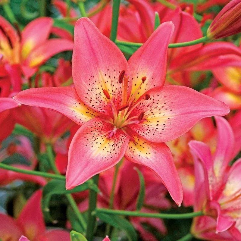 ‘Trogon’ Asiatic Lily Bulbs