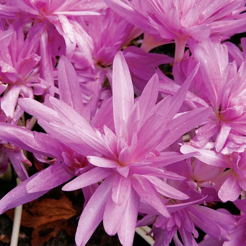 ‘Waterlily’ Autumn Crocus (Colchicum) Bulb