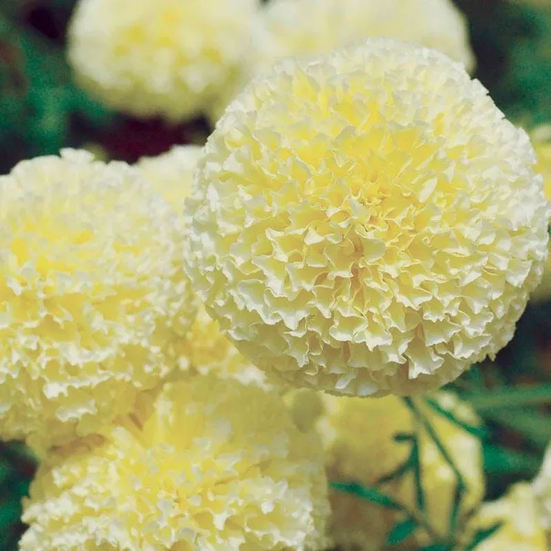 ‘White Swan’ Marigold Seeds