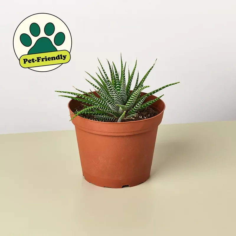 Zebra Succulent